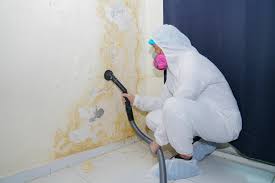 Best Black Mold Removal  in Ellsworth, KS